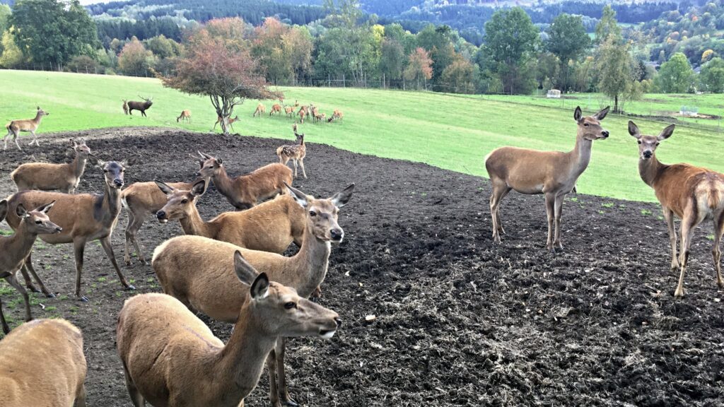 Snímek jelení farmy po úpravách